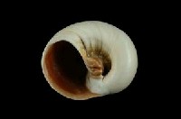 大玉螺藏品圖，第3張